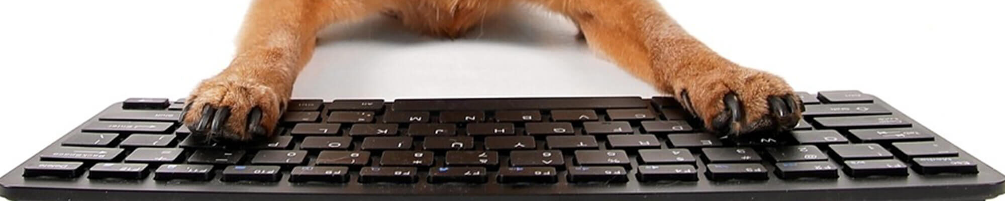 A dog with its paws on a keyboard.