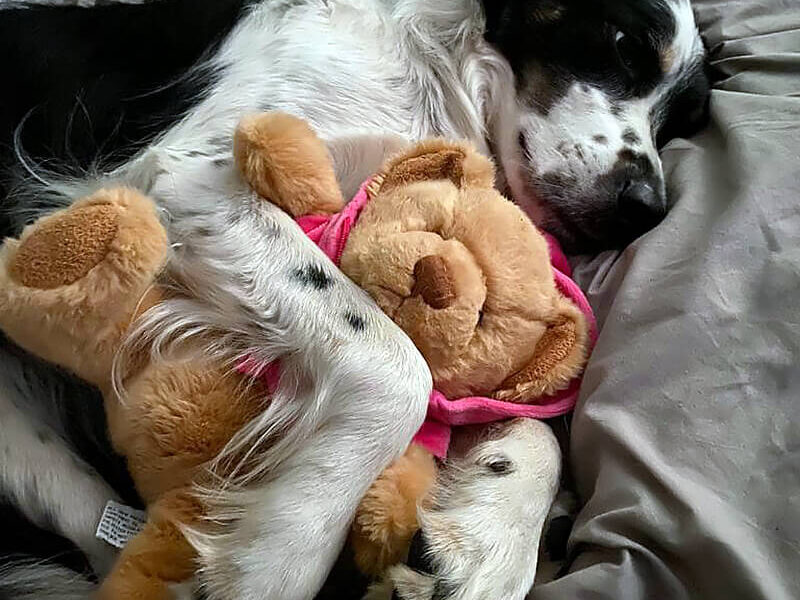 A dog laying on a bed with a teddy bear.