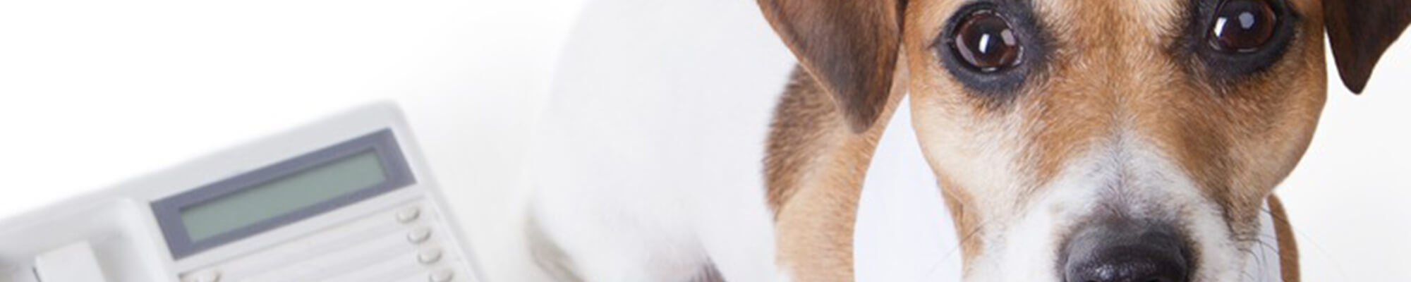 A picture of a dog next to a phone.