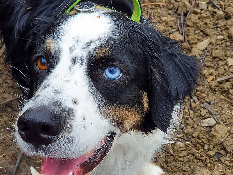 A black and white dog with blue eyes.