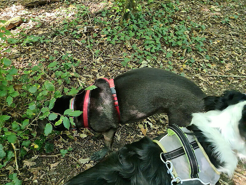 Two dogs in a wooded area.