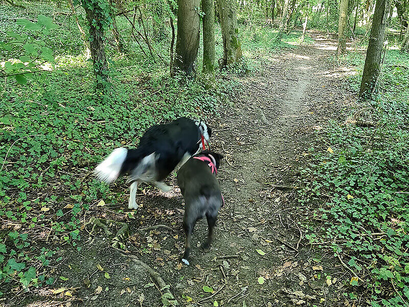 Two dogs walking on a trail in the woods.