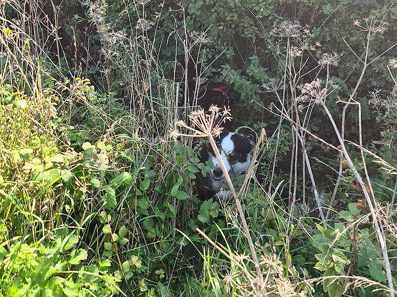 A dog is hiding in the tall grass.