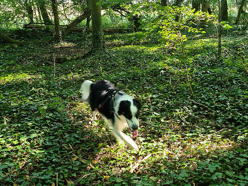 A black and white dog walking through a wooded area.