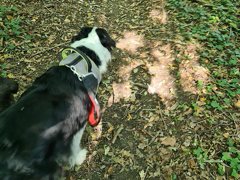 A dog walking on a trail in the woods.