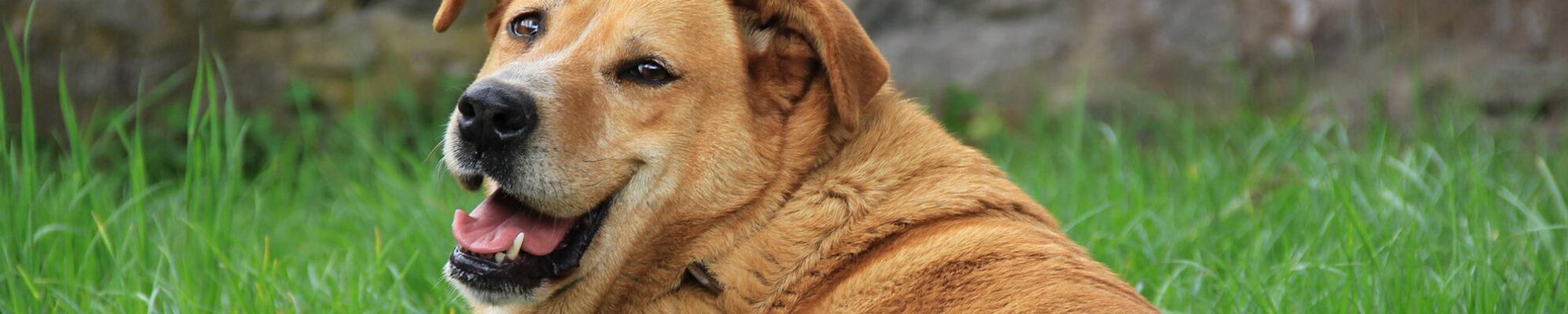 A dog is sitting in the grass with its mouth open.