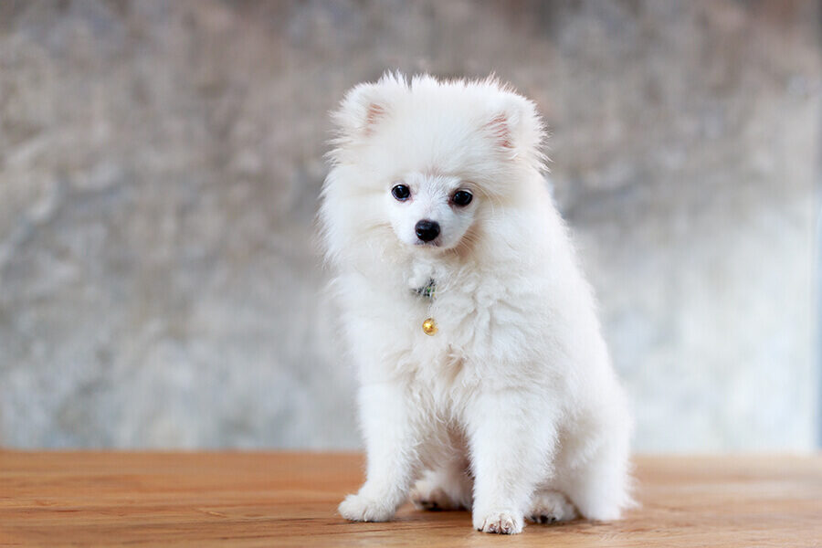 A white pomeranian dog sitting on a wooden table.