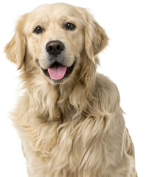 A golden retriever sitting in front of a white background.