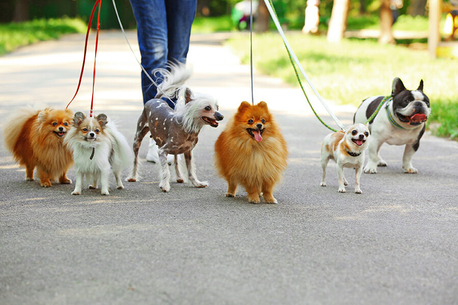 A woman is walking a group of dogs on a leash.