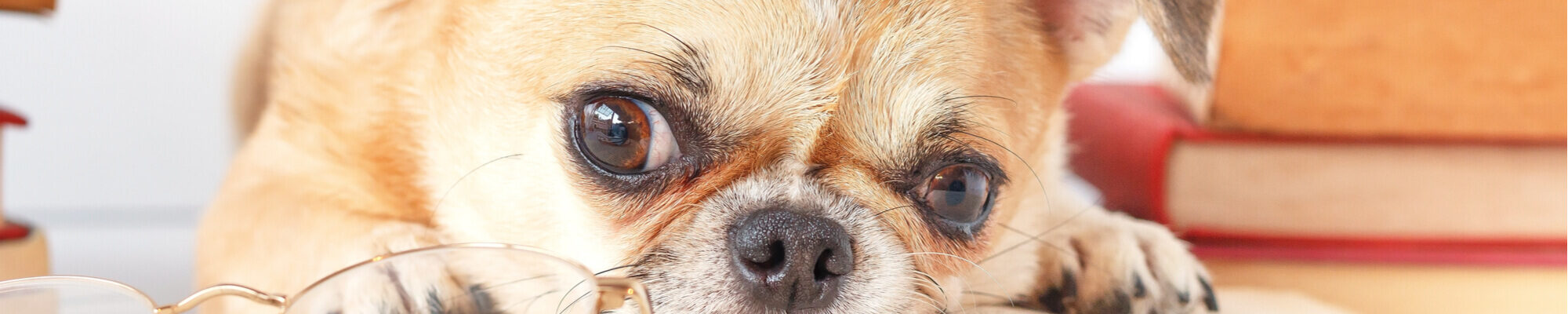 A chihuahua dog with glasses.