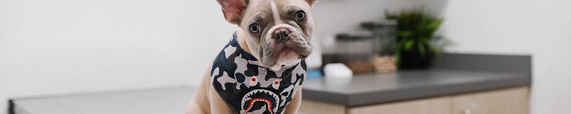 A french bulldog wearing a bandana.