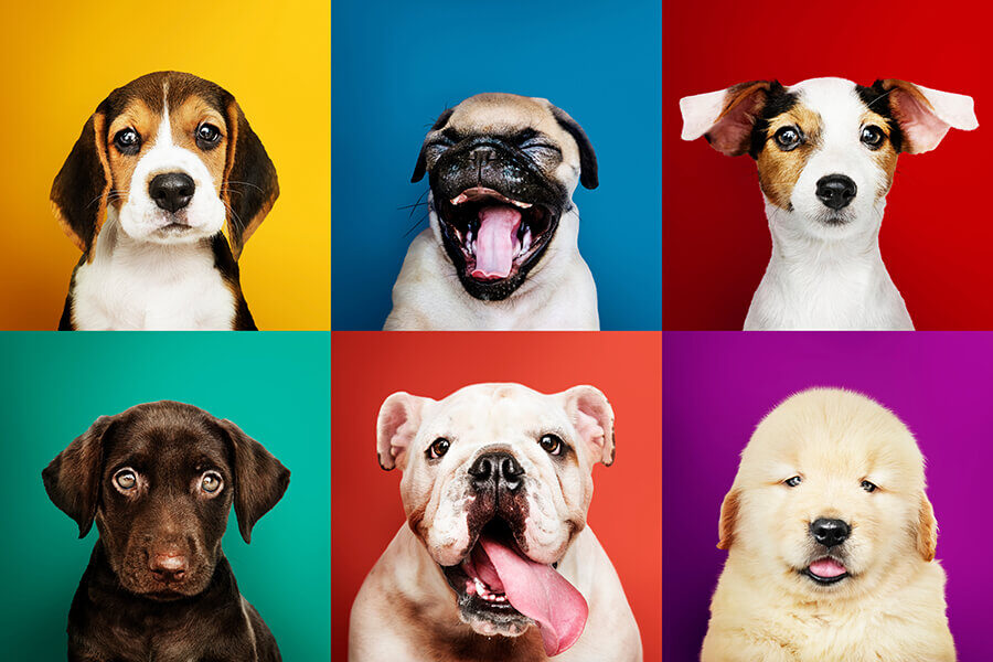 A group of dogs with their mouths open on a colorful background.