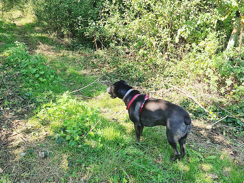 A black dog standing in a wooded area.