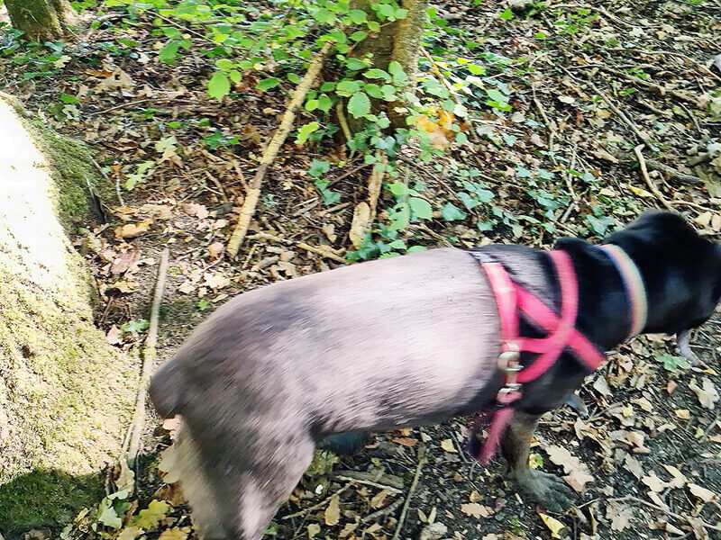 A black dog standing next to a tree in the woods.