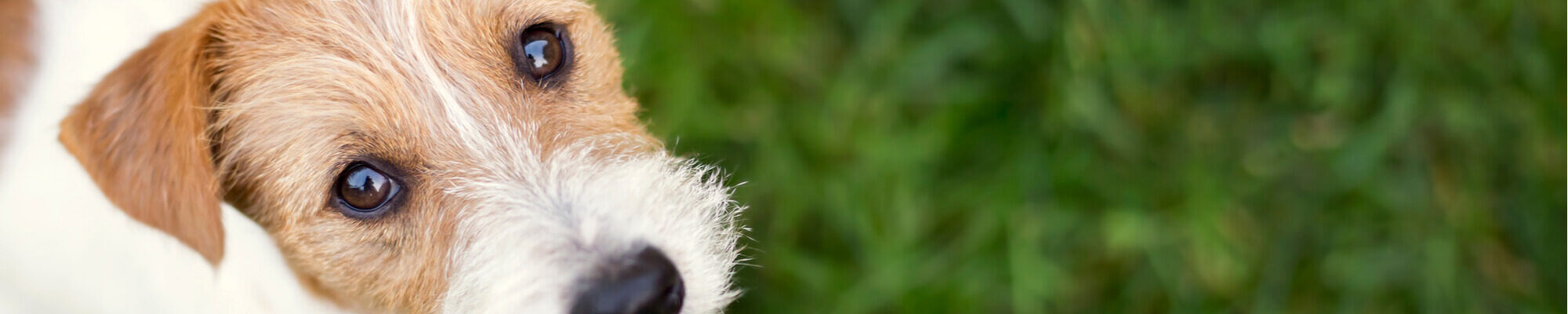 A close up of a brown and white dog looking at the camera.
