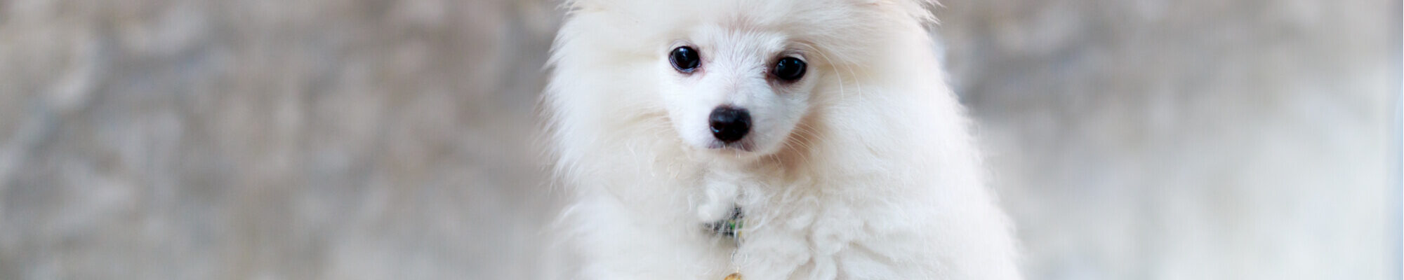 A white pomeranian dog is looking at the camera.