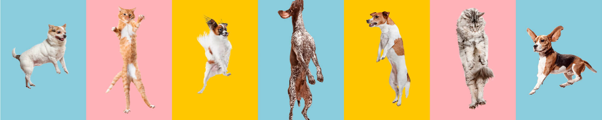 A group of dogs standing on a colorful background.