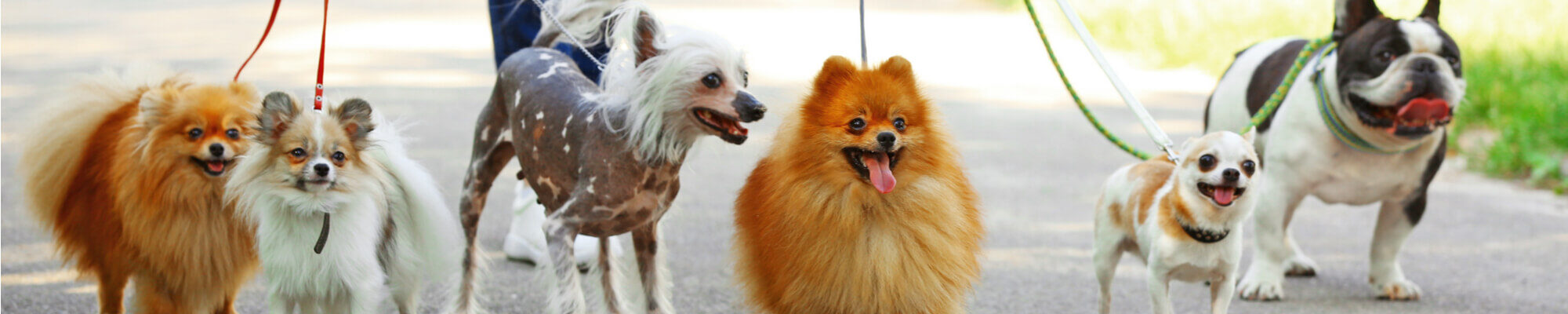 A group of dogs on a leash.