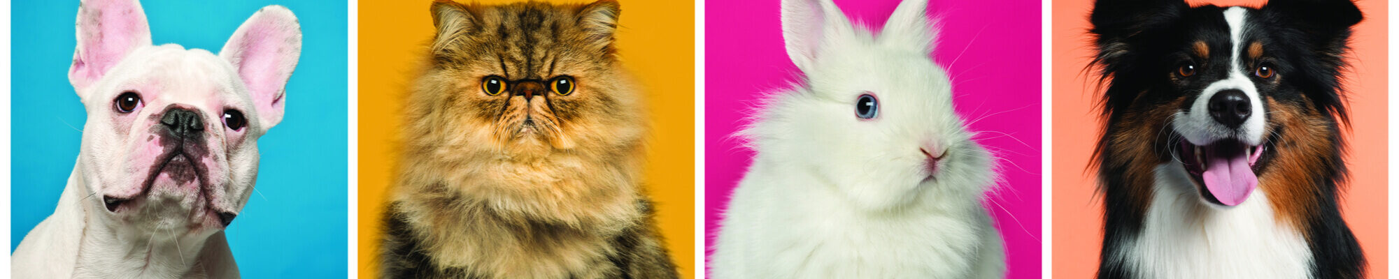 A series of photos of dogs and cats on a colorful background.