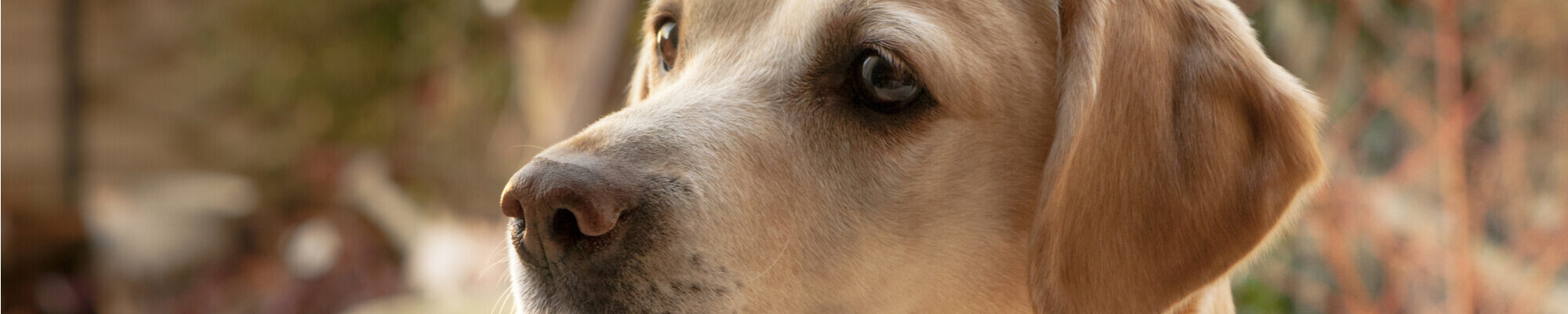 A close up of a dog looking at the camera.