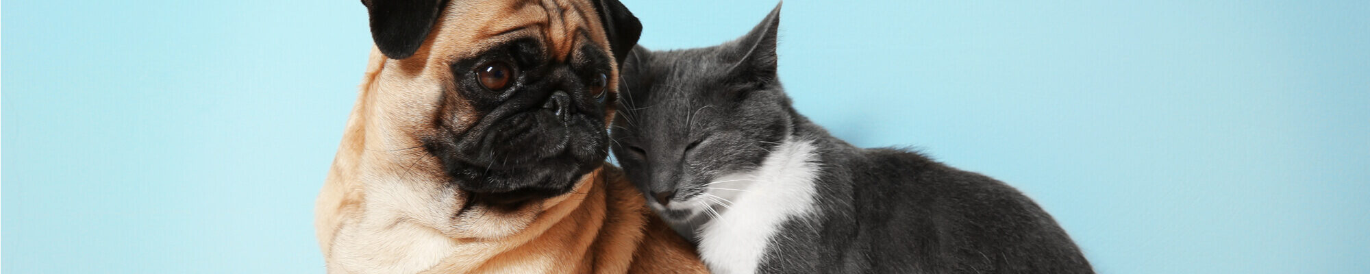 A pug and a cat sitting next to each other on a blue background.
