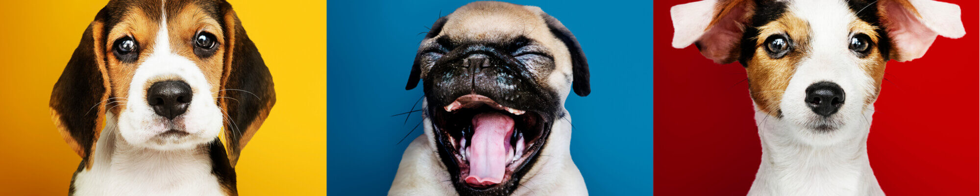 Four dogs with their mouths open on a colorful background.