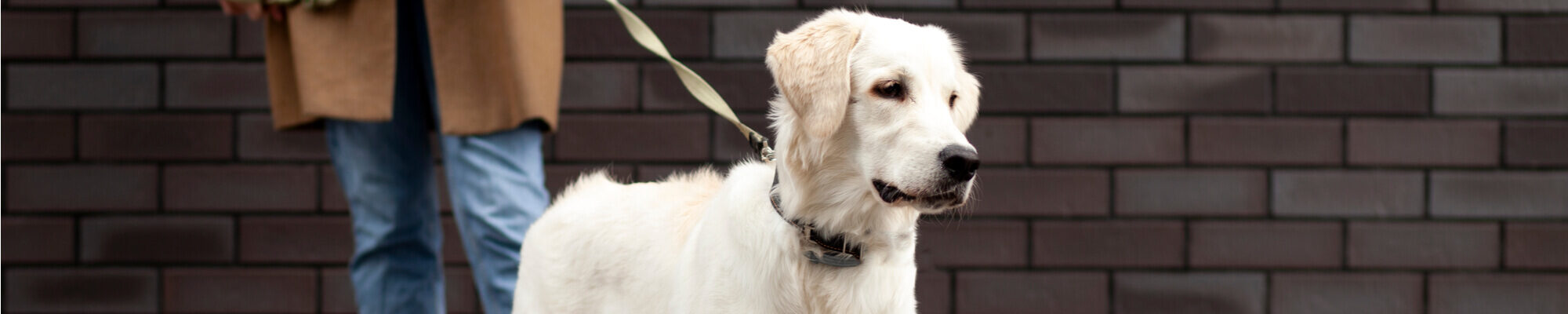 A white dog on a leash.