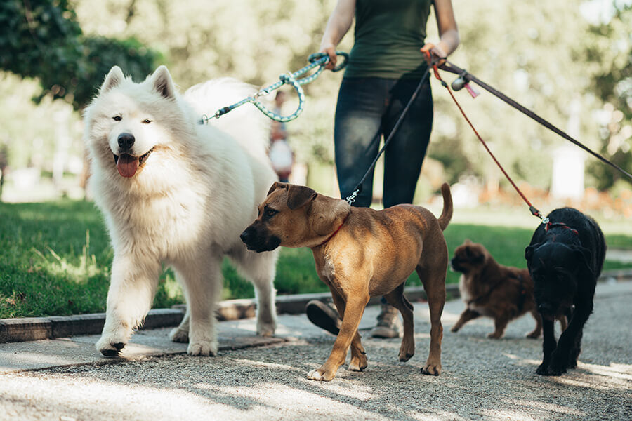 A woman walking a group of dogs on a leash.