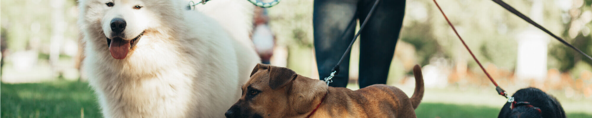 A group of dogs on a leash.