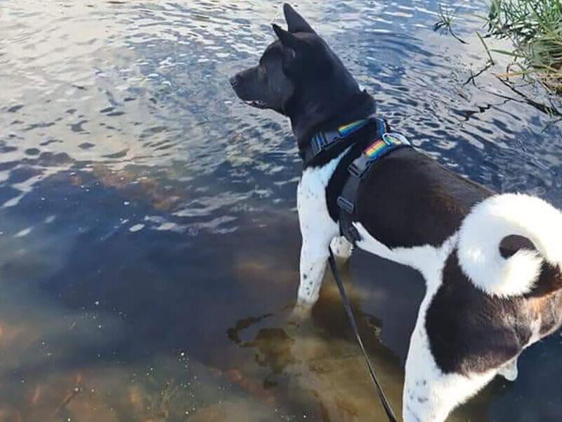 A black and white dog standing in the water.