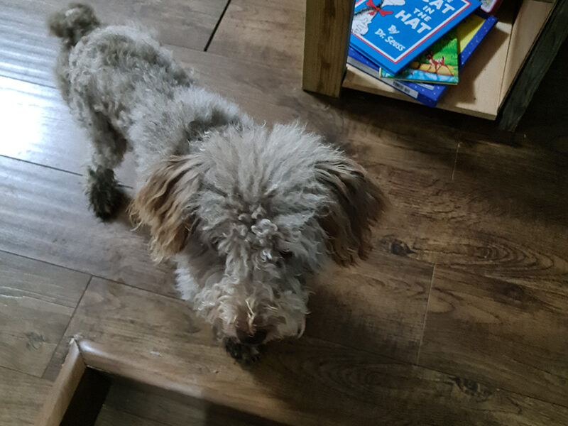 A small dog standing on a wooden floor.