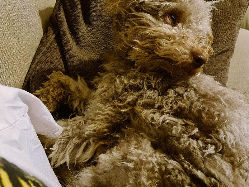 A dog laying on a couch.
