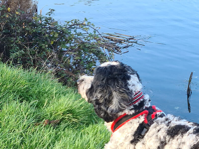 A black and white dog standing near a body of water.