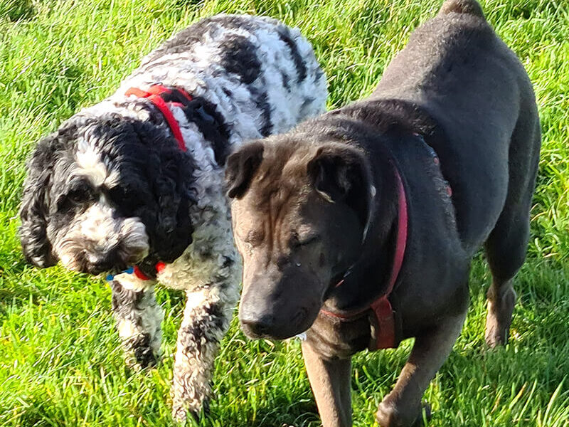 Two dogs walking in a grassy field.