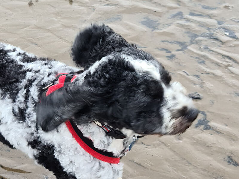 A black and white dog standing on the beach.