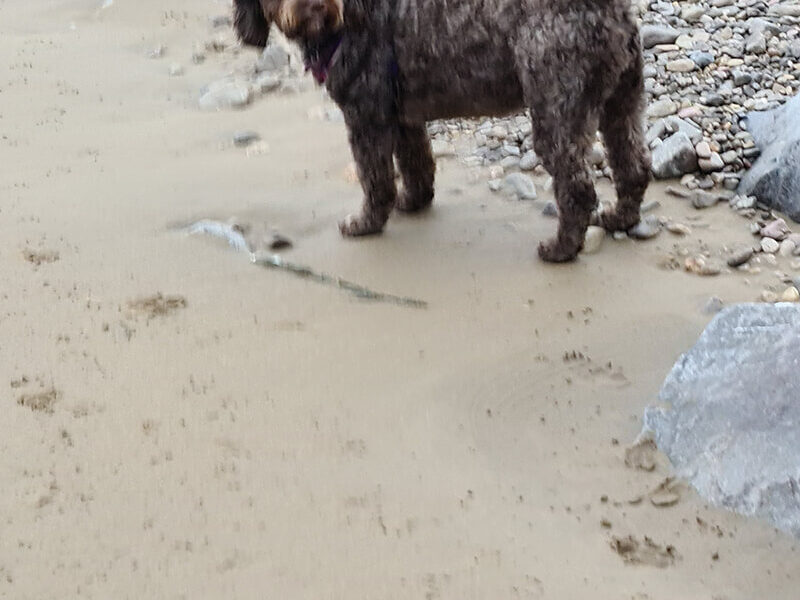 A brown dog standing on a sandy beach near rocks.