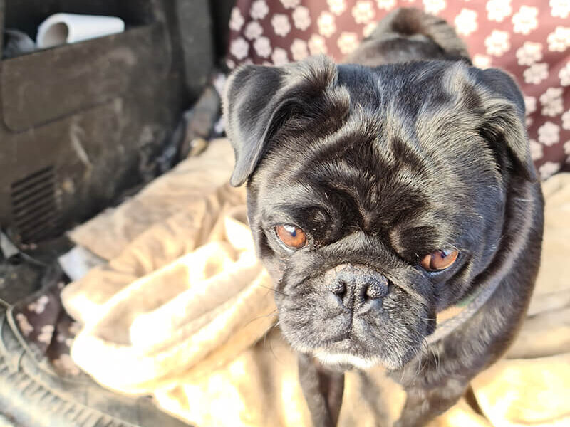 A black pug dog sitting on a blanket in the trunk of a car.