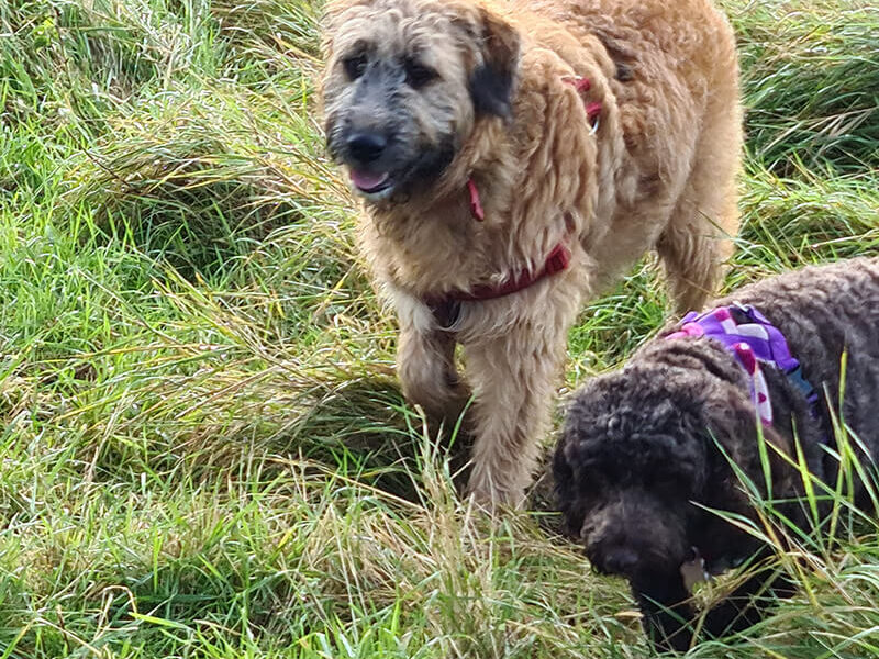 Two dogs walking in a field of tall grass.