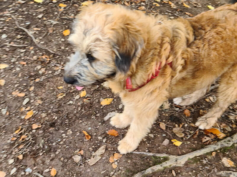 A brown dog standing in the woods.