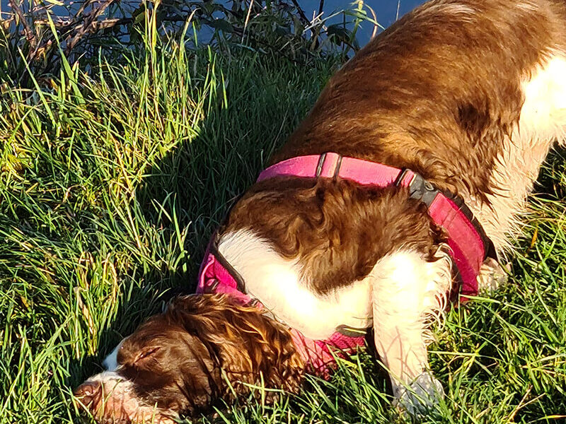 A brown and white dog laying in the grass.