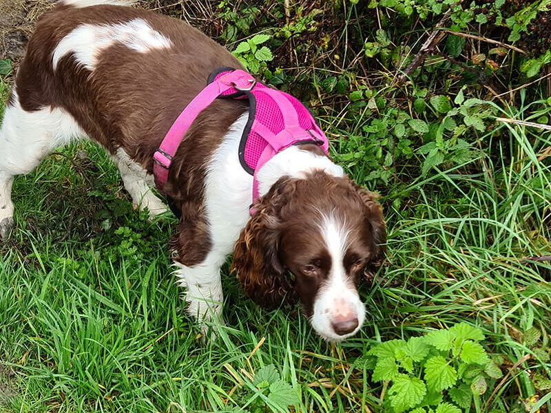 A brown and white dog standing in the grass.