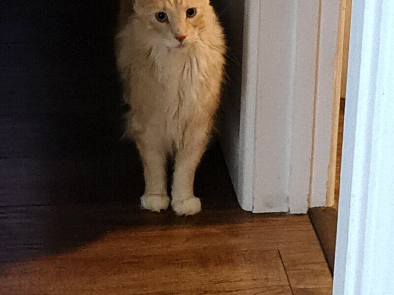 A cat standing in front of a door.
