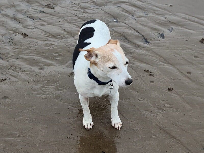 A dog standing in the sand.