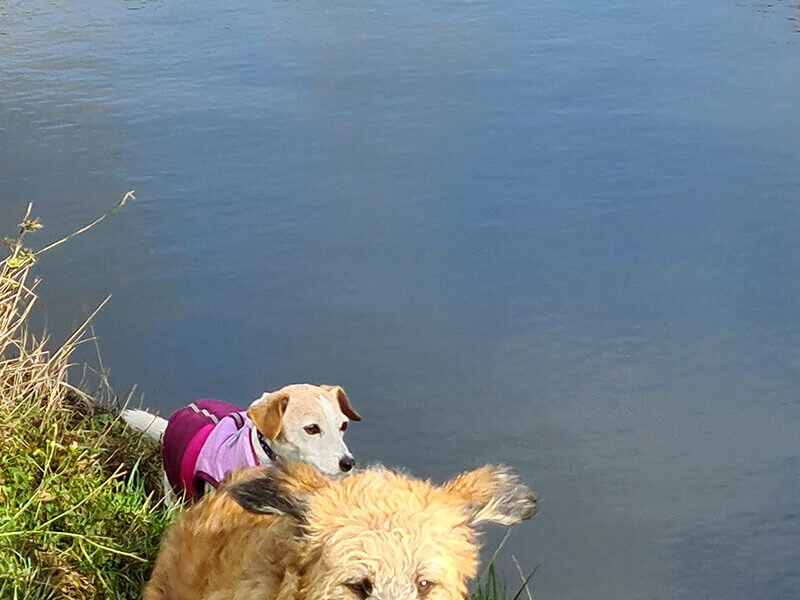 Two dogs standing next to a body of water.
