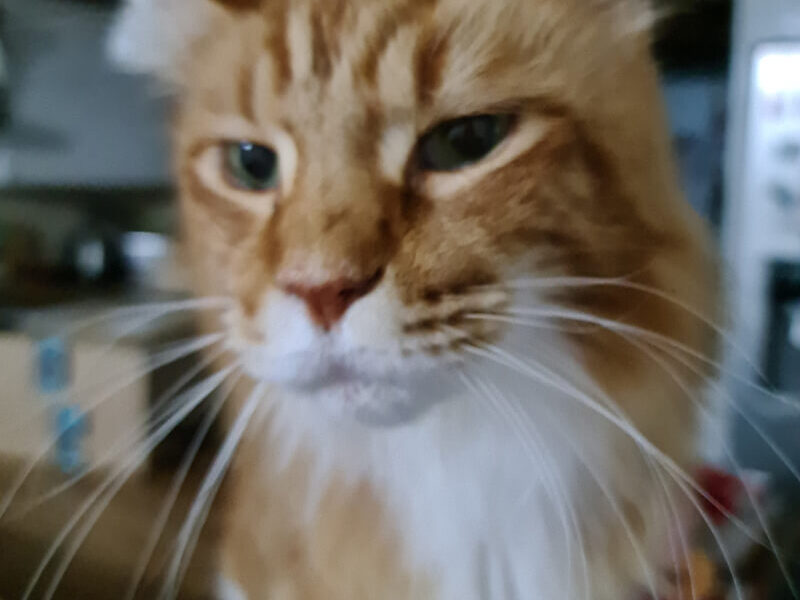 A close up of an orange cat looking at the camera.