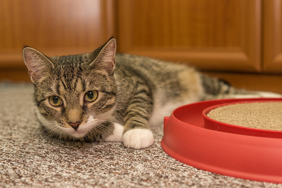 A cat is laying on the floor next to a red dish.