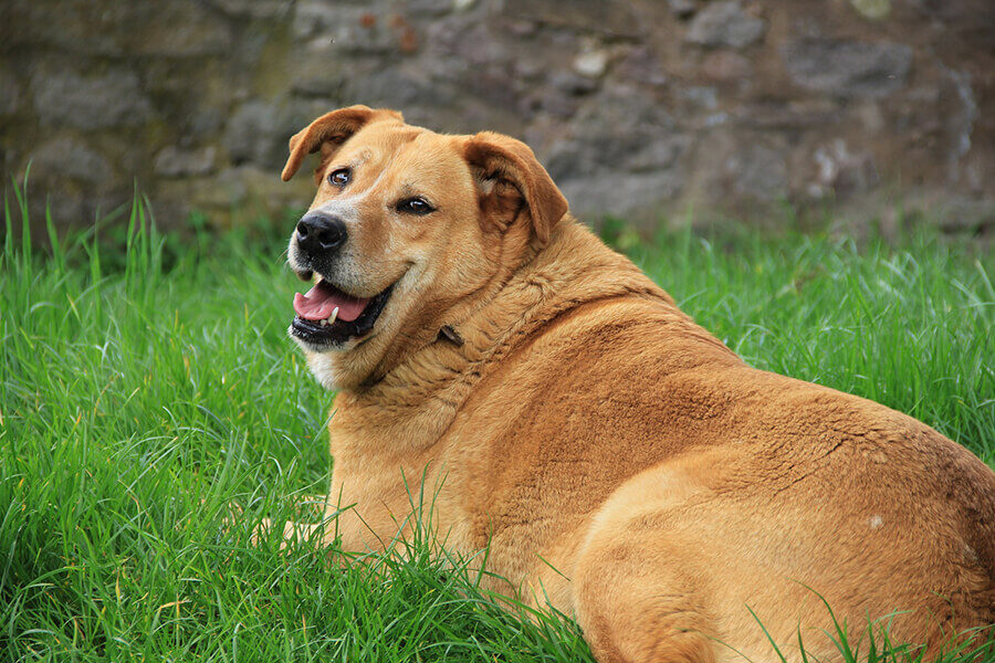 A brown dog laying in the grass.