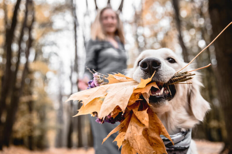 A woman holding a golden retriever with leaves in her mouth.