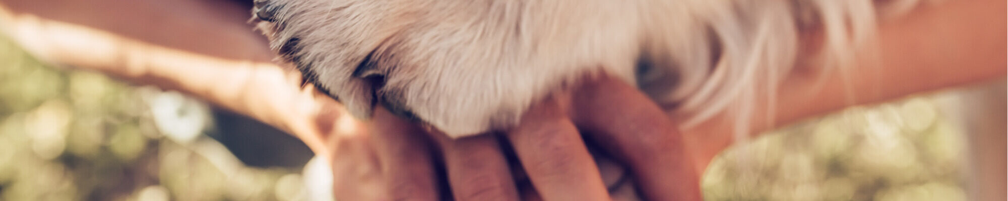A person's hand is touching a dog's head.