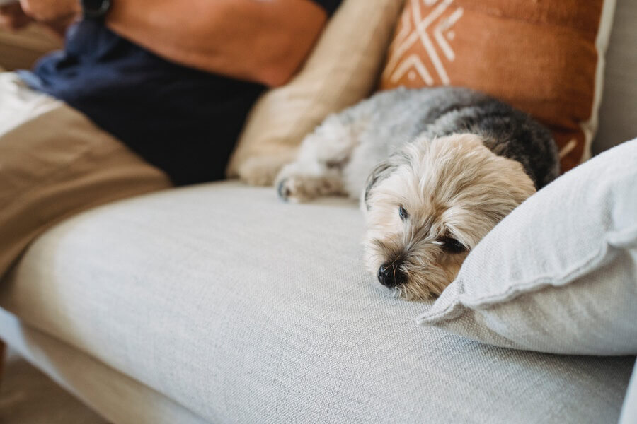 A dog laying on a couch with a man.
